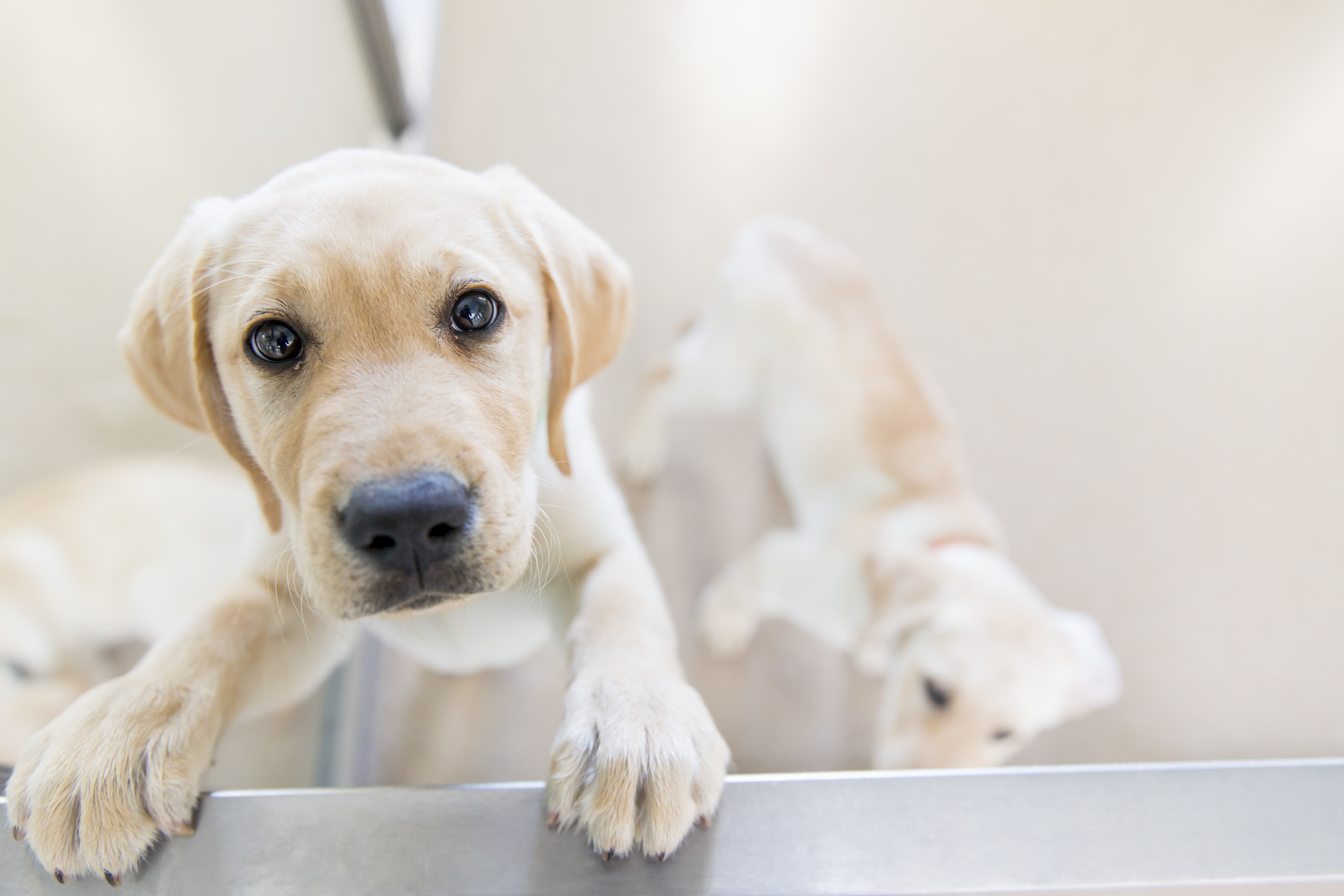 Event Community Foundation of Sarasota County